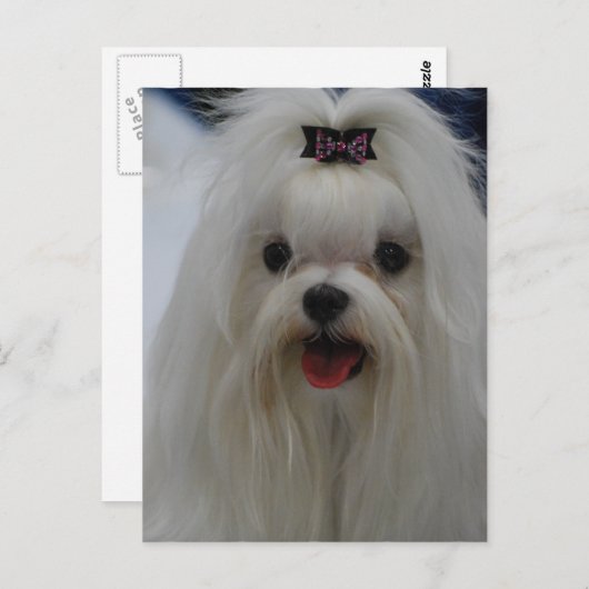 Maltese Briefkaart van puppy (Voorkant / Achterkant)