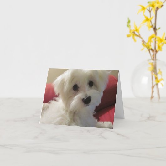 Maltese briefkaarten (Gele Bloem)