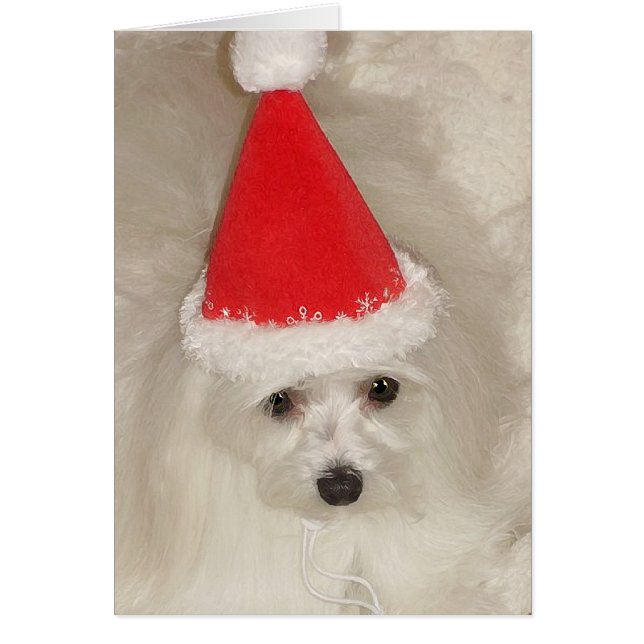 Maltese Christmas (Voorkant)
