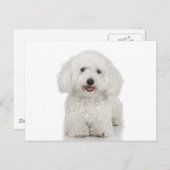 Maltese Dog White Briefkaart (Voorkant / Achterkant)