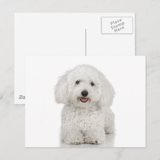 Maltese Dog White Briefkaart (Voorkant / Achterkant)