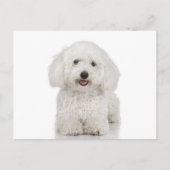 Maltese Dog White Briefkaart (Voorkant)