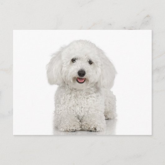 Maltese Dog White Briefkaart (Voorkant)