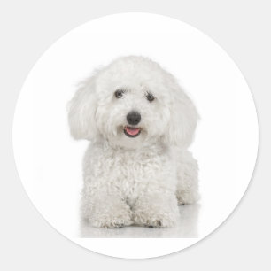 Maltese Dog White Ronde Sticker