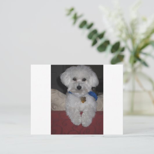 Maltese Gift Briefkaart (Staand voorkant)