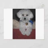 Maltese Gift Briefkaart (Voorkant)