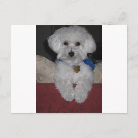 Maltese Gift Briefkaart (Voorkant)