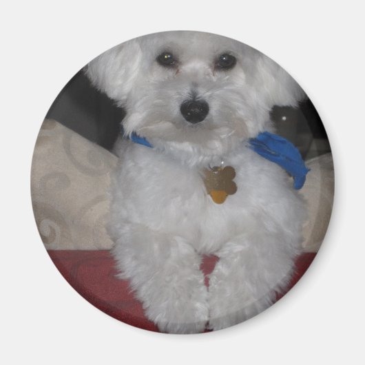 Maltese Gift Magneet (Voorkant)