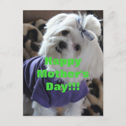 Maltese Gifts Briefkaart (Voorkant)