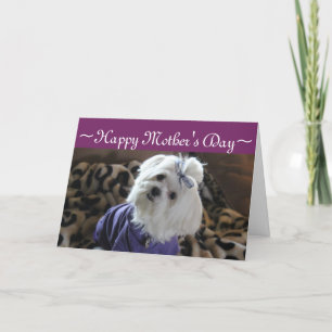 Maltese Gifts Kaart