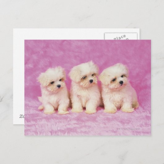 Maltese hond; is een klein ras van witte hond dat briefkaart (Voorkant / Achterkant)