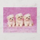 Maltese hond; is een klein ras van witte hond dat briefkaart (Voorkant)