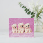 Maltese hond; is een klein ras van witte hond dat briefkaart (Staand voorkant)