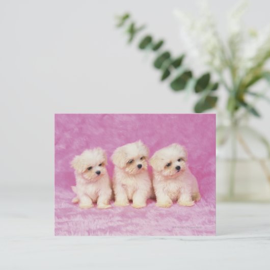 Maltese hond; is een klein ras van witte hond dat briefkaart (Staand voorkant)
