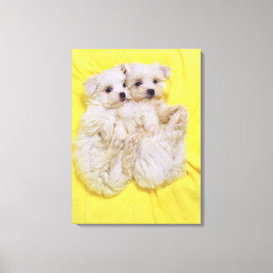 Maltese hond; is een klein ras van witte hond dat canvas afdruk