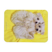 Maltese hond; is een klein ras van witte hond dat magneet (Horizontaal)