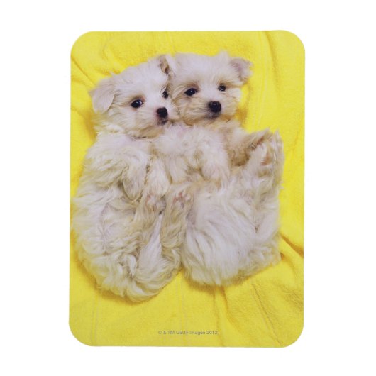 Maltese hond; is een klein ras van witte hond dat magneet (Verticaal)