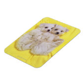 Maltese hond; is een klein ras van witte hond dat magneet (Linkerzijde)