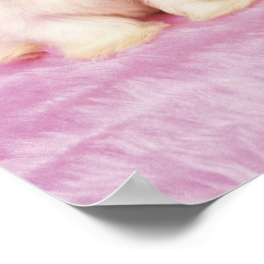 Maltese hond; is een klein ras van witte hond dat poster (Hoek)