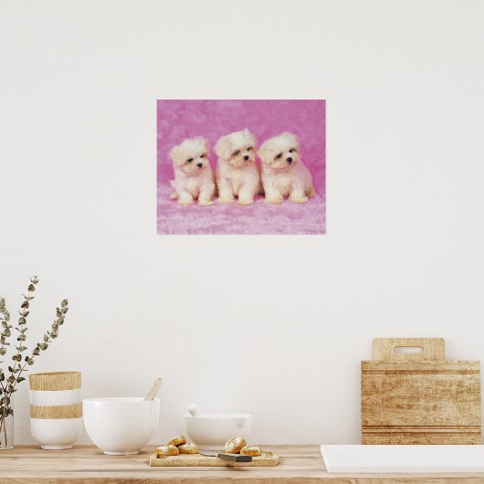 Maltese hond; is een klein ras van witte hond dat poster (Keuken)