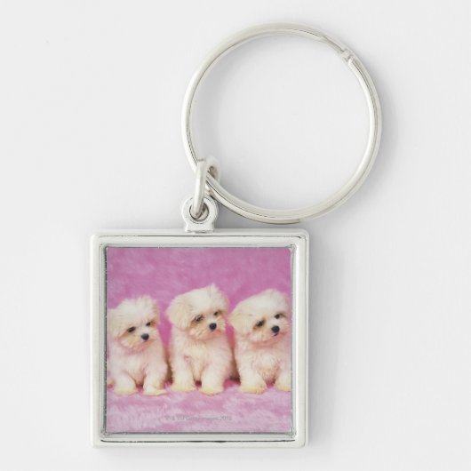 Maltese hond; is een klein ras van witte hond dat sleutelhanger (Voorkant)