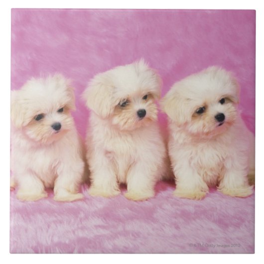 Maltese hond; is een klein ras van witte hond dat tegeltje (Voorkant)
