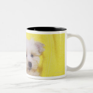 Maltese hond; is een klein ras van witte hond dat  tweekleurige koffiemok