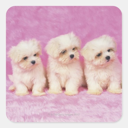 Maltese hond; is een klein ras van witte hond dat vierkante sticker (Voorkant)