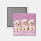 Maltese hond; is een klein ras van witte hond magneet (Voorkant / Achterkant)