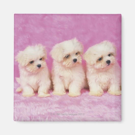 Maltese hond; is een klein ras van witte hond magneet (Voorkant)