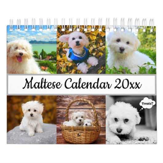 Maltese hond kalender (Hoes)