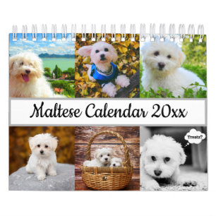 Maltese hond kalender