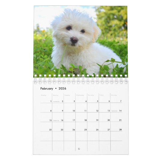 Maltese hond kalender (Feb 2026)
