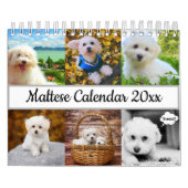 Maltese hond kalender (Hoes)