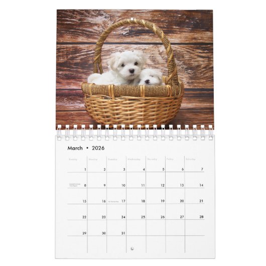 Maltese hond kalender (Mar 2026)