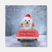 Maltese hond op sneeuw in kerstmis magneet (Voorkant)