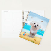 Maltese hond op strand planner (Display)