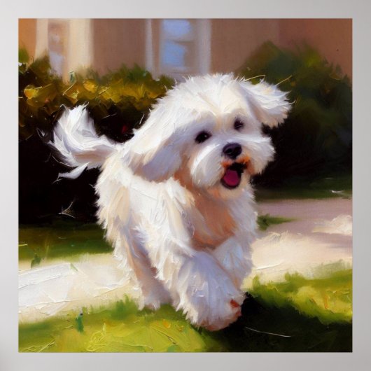 Maltese hond poster (Voorkant)