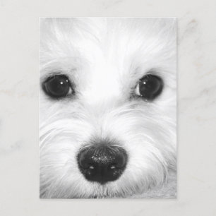Maltese Hond Schattige Ogen en Charming Nose Briefkaart