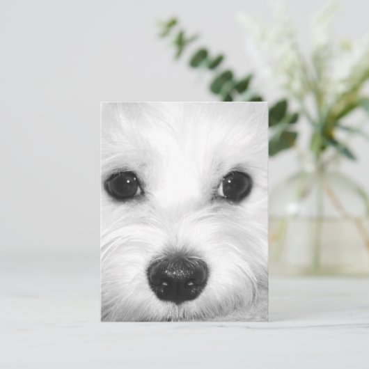 Maltese Hond Schattige Ogen en Charming Nose Briefkaart (Staand voorkant)