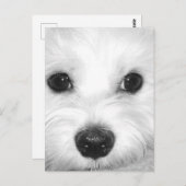 Maltese Hond Schattige Ogen en Charming Nose Briefkaart (Voorkant / Achterkant)