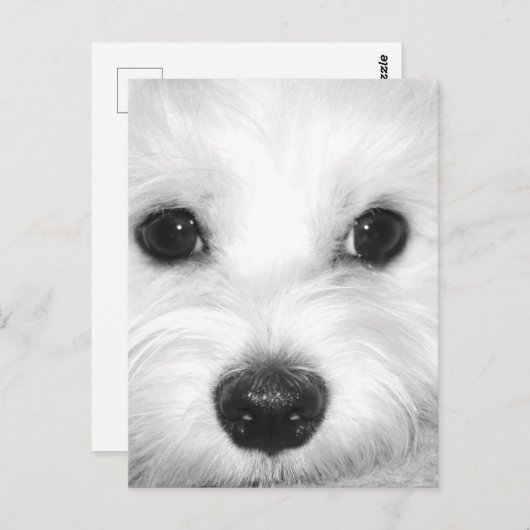 Maltese Hond Schattige Ogen en Charming Nose Briefkaart (Voorkant / Achterkant)