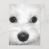Maltese Hond Schattige Ogen en Charming Nose Briefkaart (Voorkant)