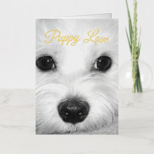 Maltese Hond Stralend Schattige Ogen & Neus Folie Wenskaart