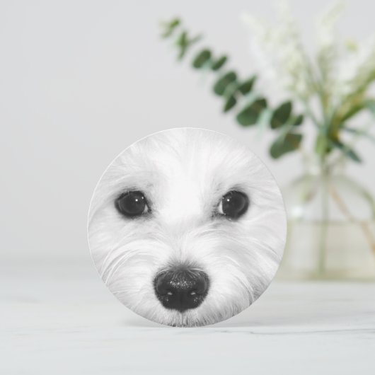 Maltese Hond Sweet Gaze en Zachte Neus Kaart (Staand voorkant)