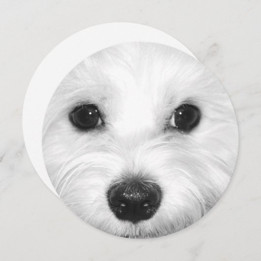 Maltese Hond Sweet Gaze en Zachte Neus Kaart (Voorkant / Achterkant)