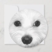 Maltese Hond Sweet Gaze en Zachte Neus Kaart (Voorkant)
