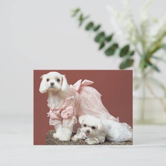 Maltese honden briefkaart (Staand voorkant)
