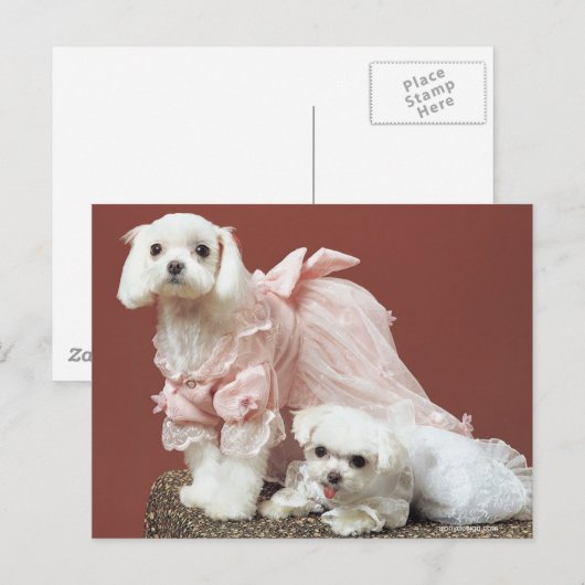 Maltese honden briefkaart (Voorkant / Achterkant)