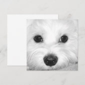 Maltese Hondenaanbidding Schattigee Ogen en Charma Bedankkaart (Voorkant / Achterkant)